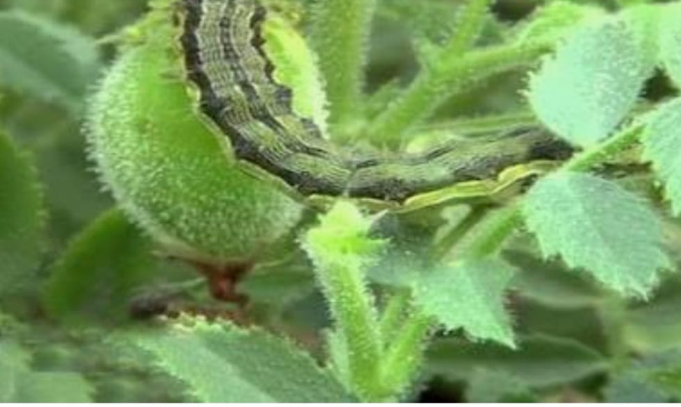 चना की फसल में फली छेदक कीट से रहे सावधान